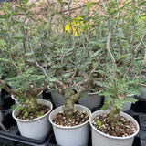 Senna meridionalis-Senna-H4-6cm&W8-10cm-image-11