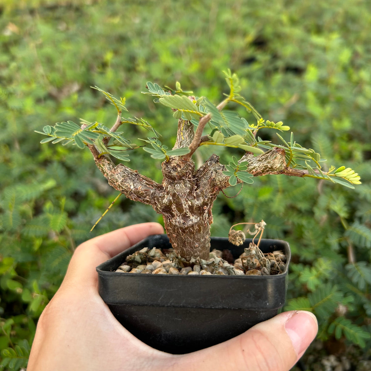 Senna meridionalis