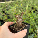 Senna meridionalis