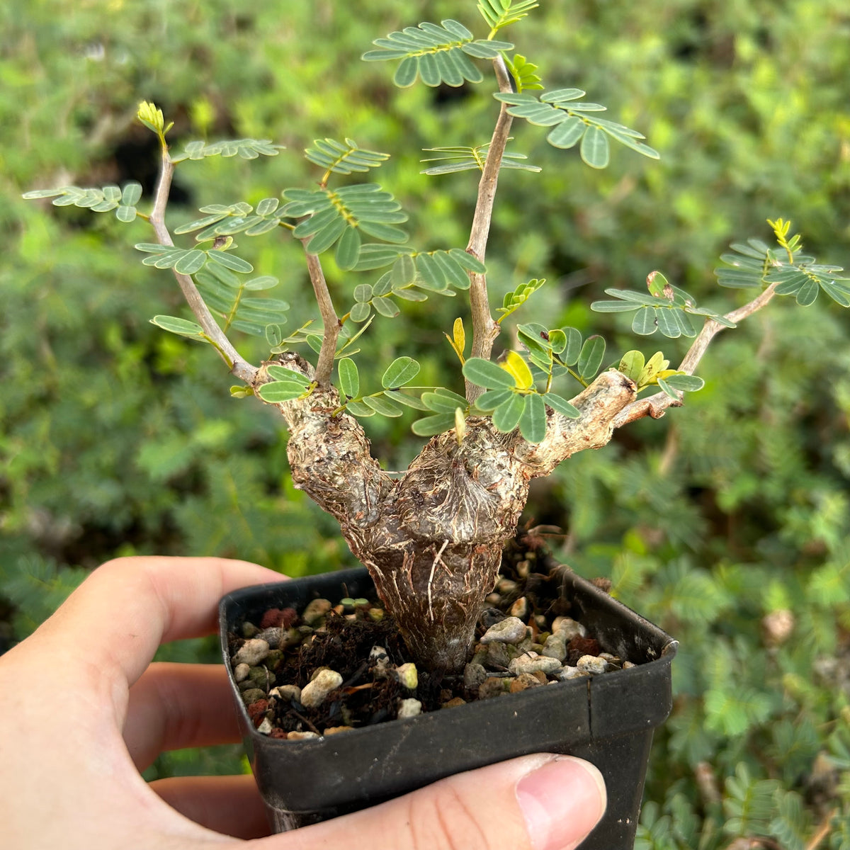 Senna meridionalis