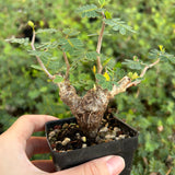 Senna meridionalis