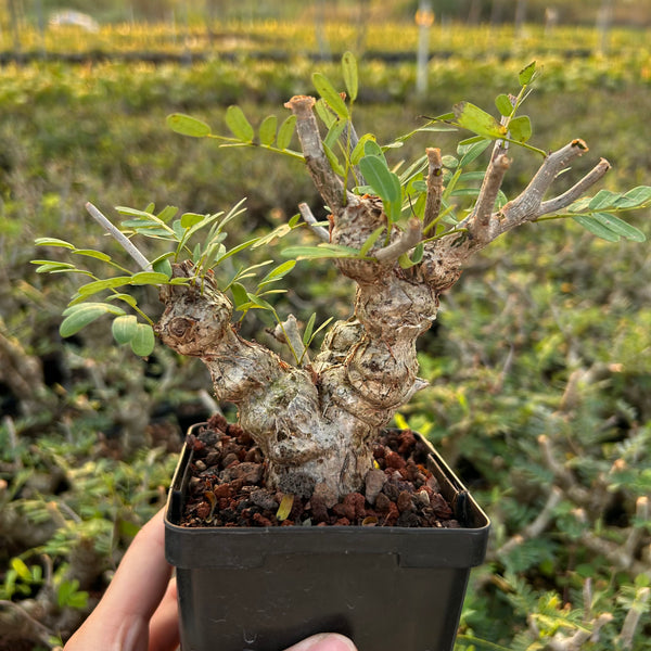 Senna meridionalis