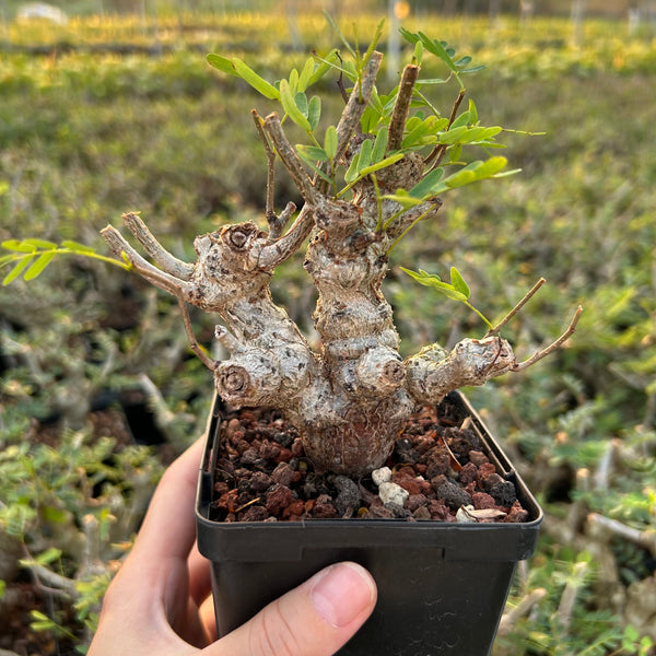 Senna meridionalis