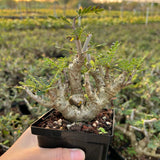 Senna meridionalis