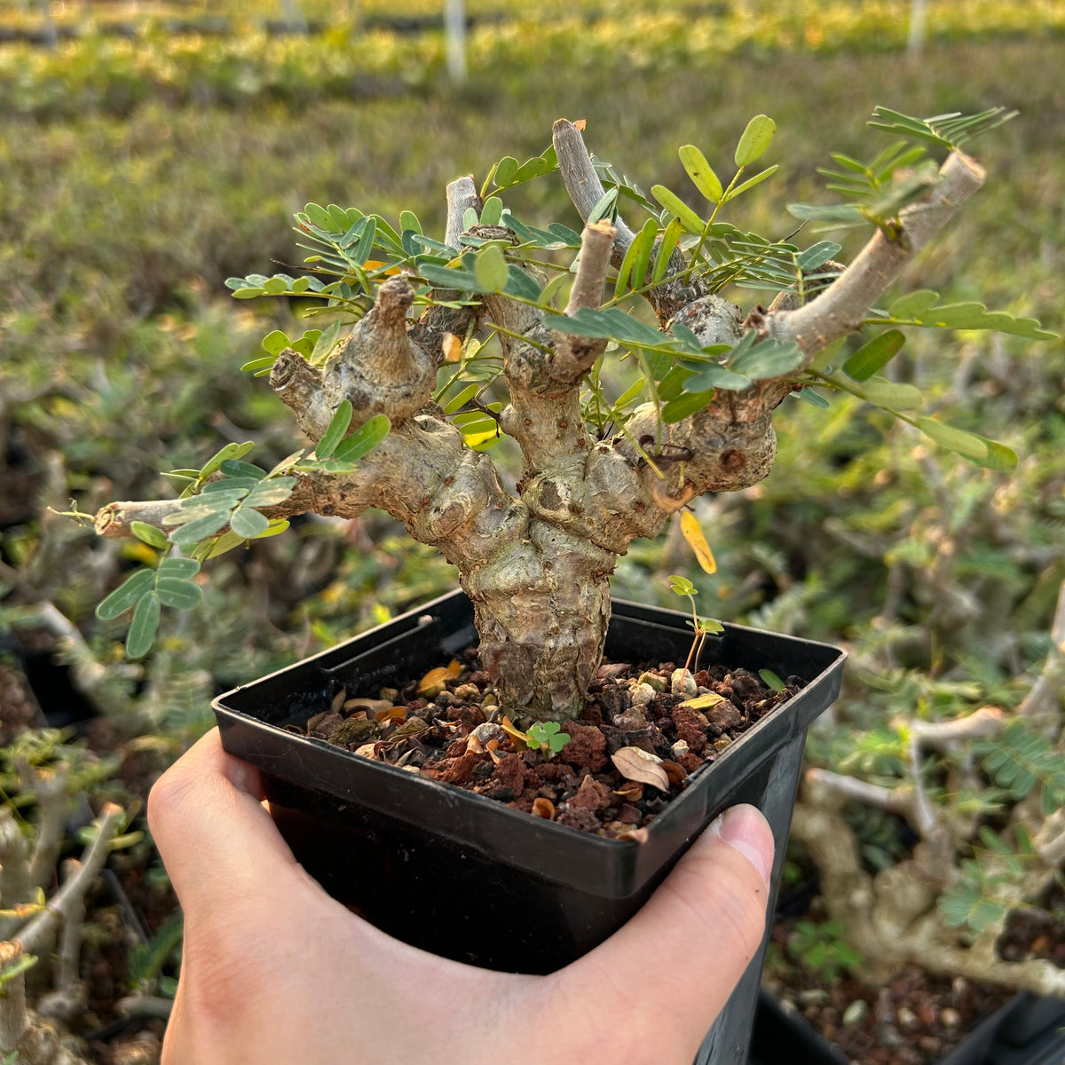 Senna meridionalis