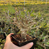 Senna meridionalis