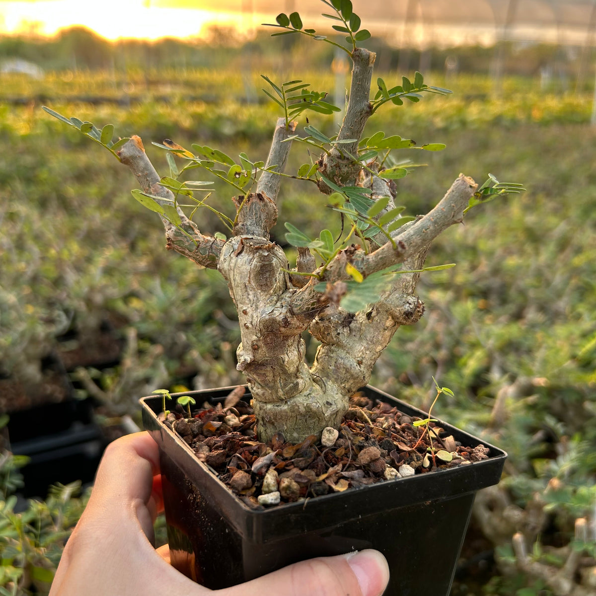 Senna meridionalis