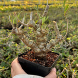 Senna meridionalis