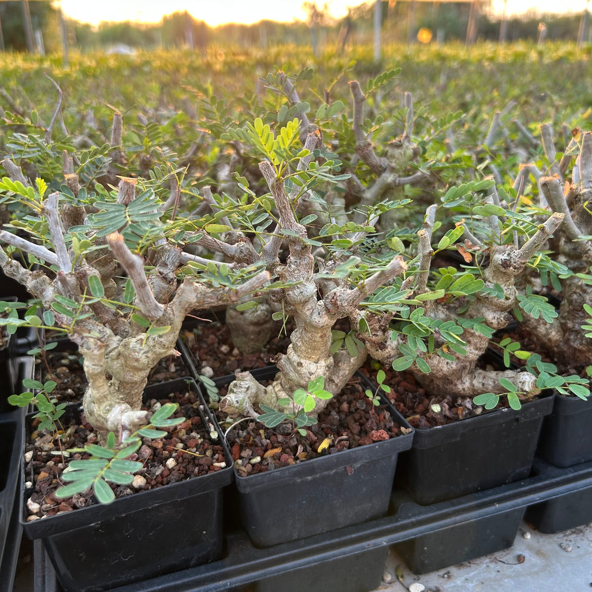 Senna meridionalis