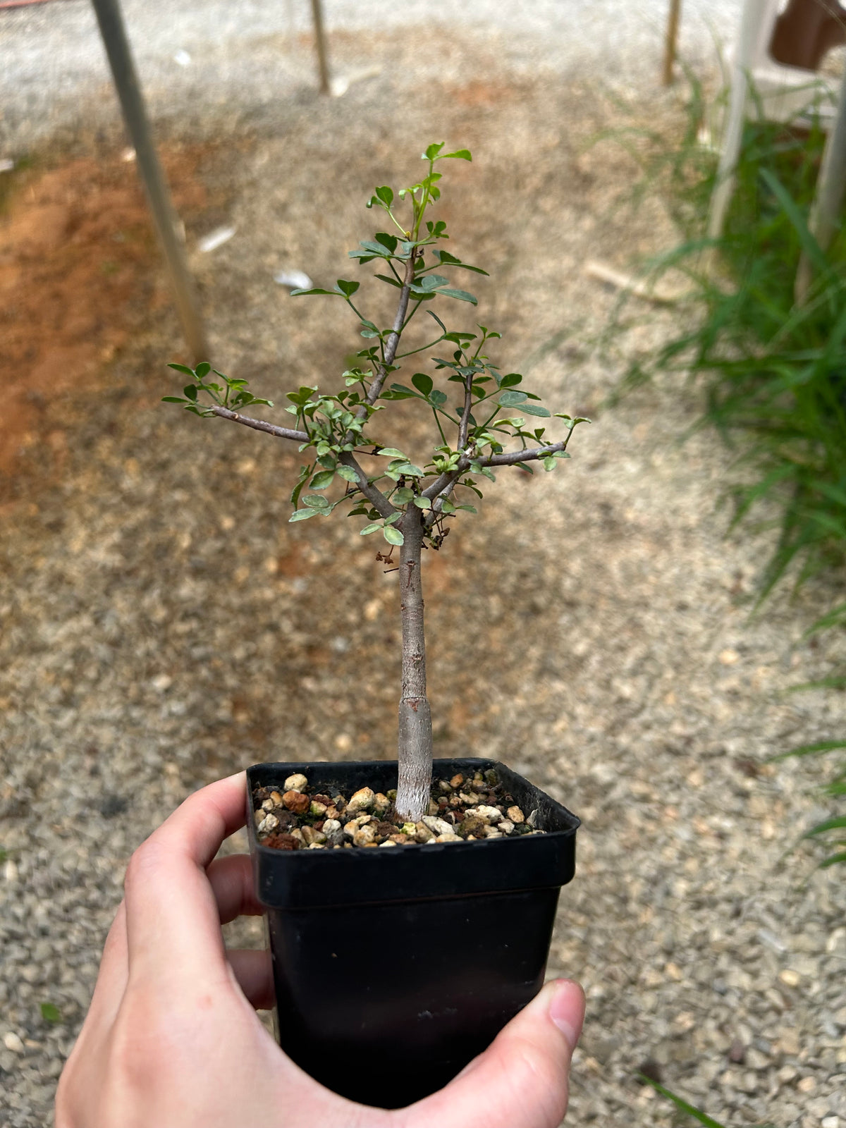 Commiphora kataf-Burseraceae-W0.5cm-image-7