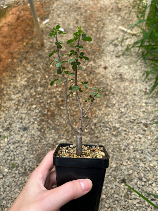 Commiphora kataf-Burseraceae-W0.5cm-image-1