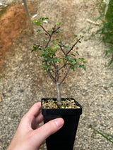 Commiphora kataf-Burseraceae-W0.5cm-image-3