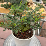 Senna meridionalis-Senna-H4-6cm&W8-10cm-image-14