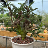 Senna meridionalis-Senna-H4-6cm&W8-10cm-image-16