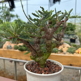 Senna meridionalis-Senna-H4-6cm&W8-10cm-image-17