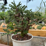 Senna meridionalis-Senna-H4-6cm&W8-10cm-image-18