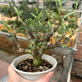 Senna meridionalis-Senna-H4-6cm&W8-10cm-image-22