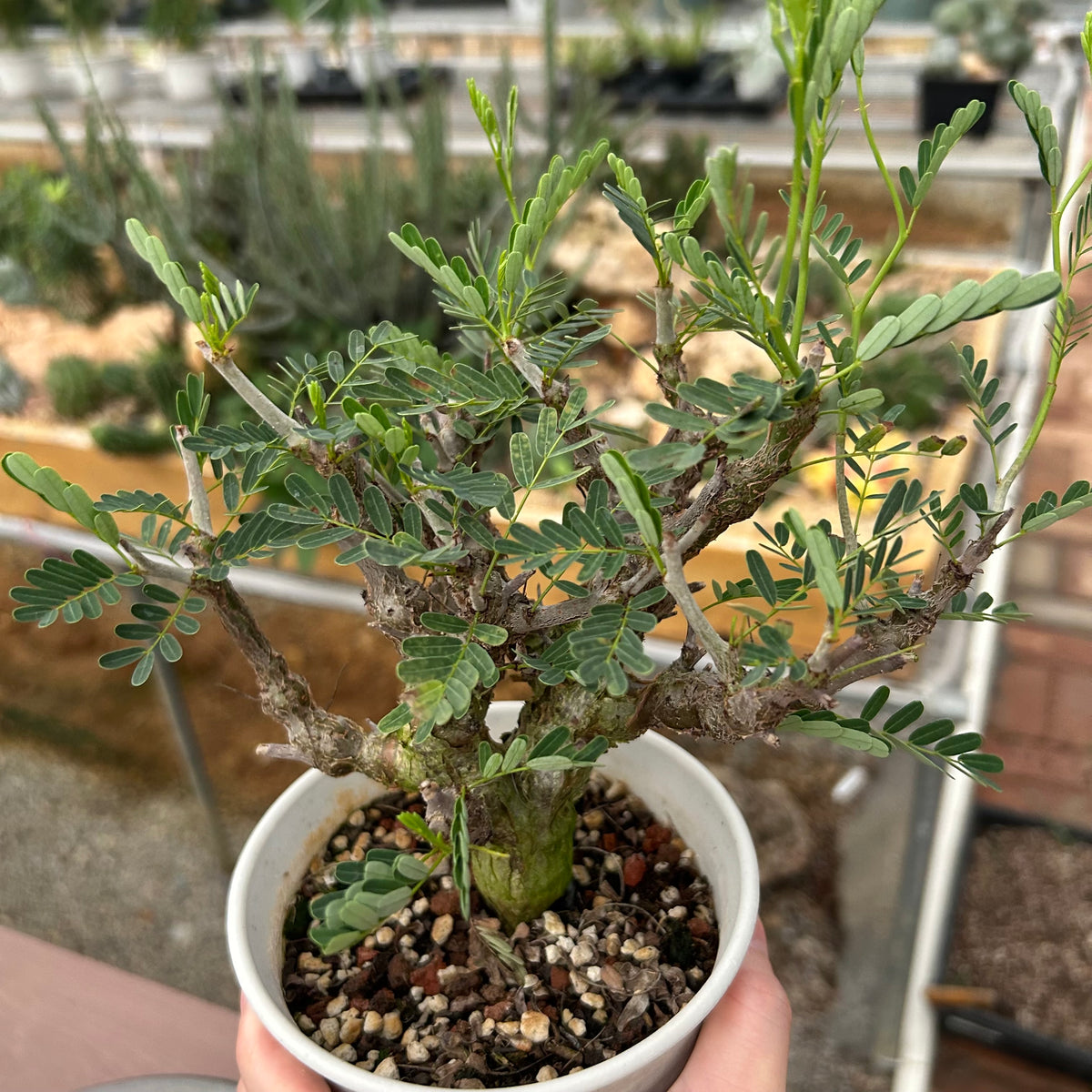 Senna meridionalis-Senna-H4-6cm&W8-10cm-image-21