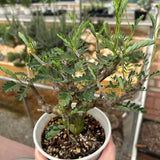 Senna meridionalis-Senna-H4-6cm&W8-10cm-image-21