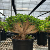 Euphorbia guillauminiana-Euphorbia-W10-20cm-image-2
