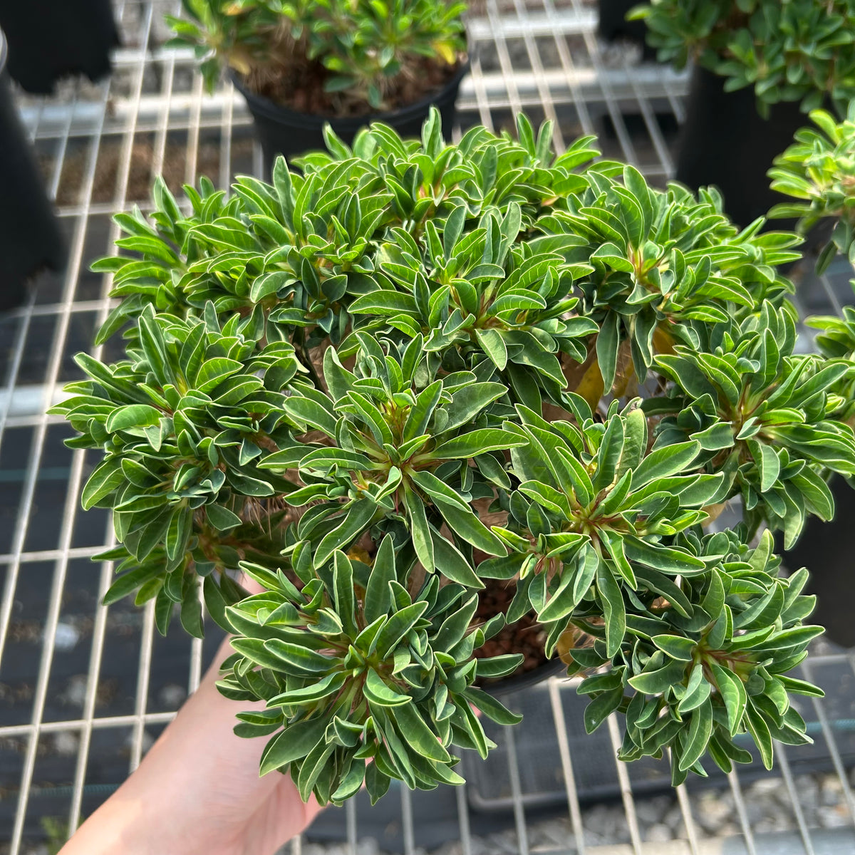 Euphorbia guillauminiana-Euphorbia-W10-20cm-image-6