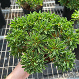 Euphorbia guillauminiana-Euphorbia-W10-20cm-image-6