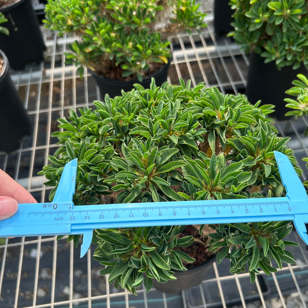 Euphorbia guillauminiana-Euphorbia-W10-20cm-image-7