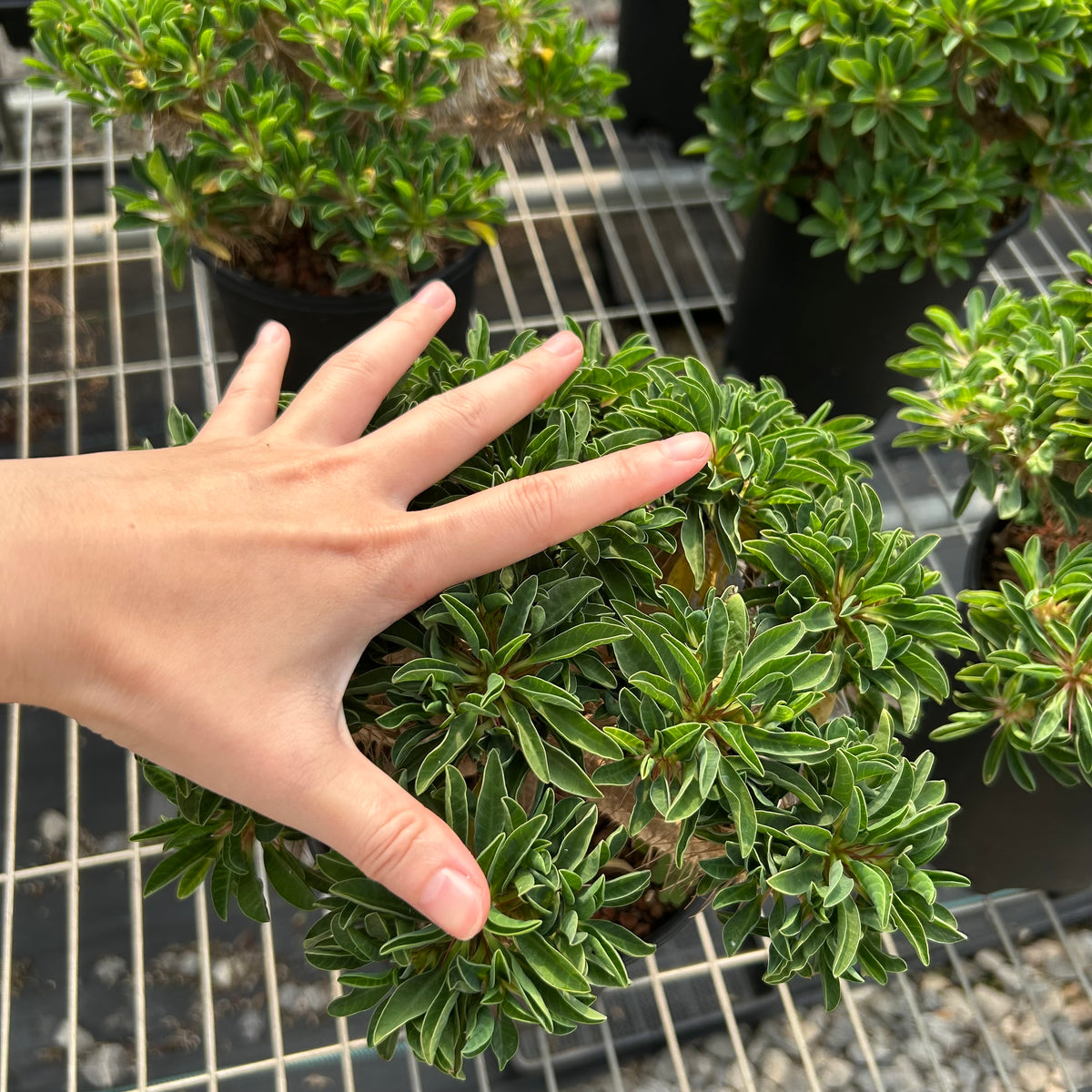 Euphorbia guillauminiana-Euphorbia-W10-20cm-image-8
