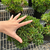 Euphorbia guillauminiana-Euphorbia-W10-20cm-image-8