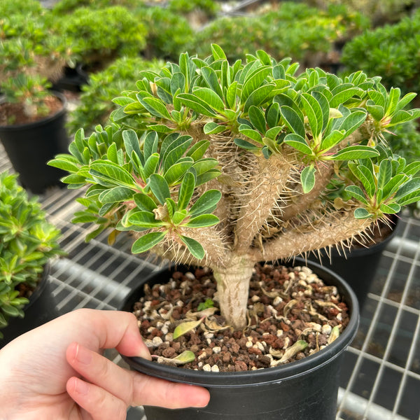 Euphorbia guillauminiana-Euphorbia-W10-20cm-image-1