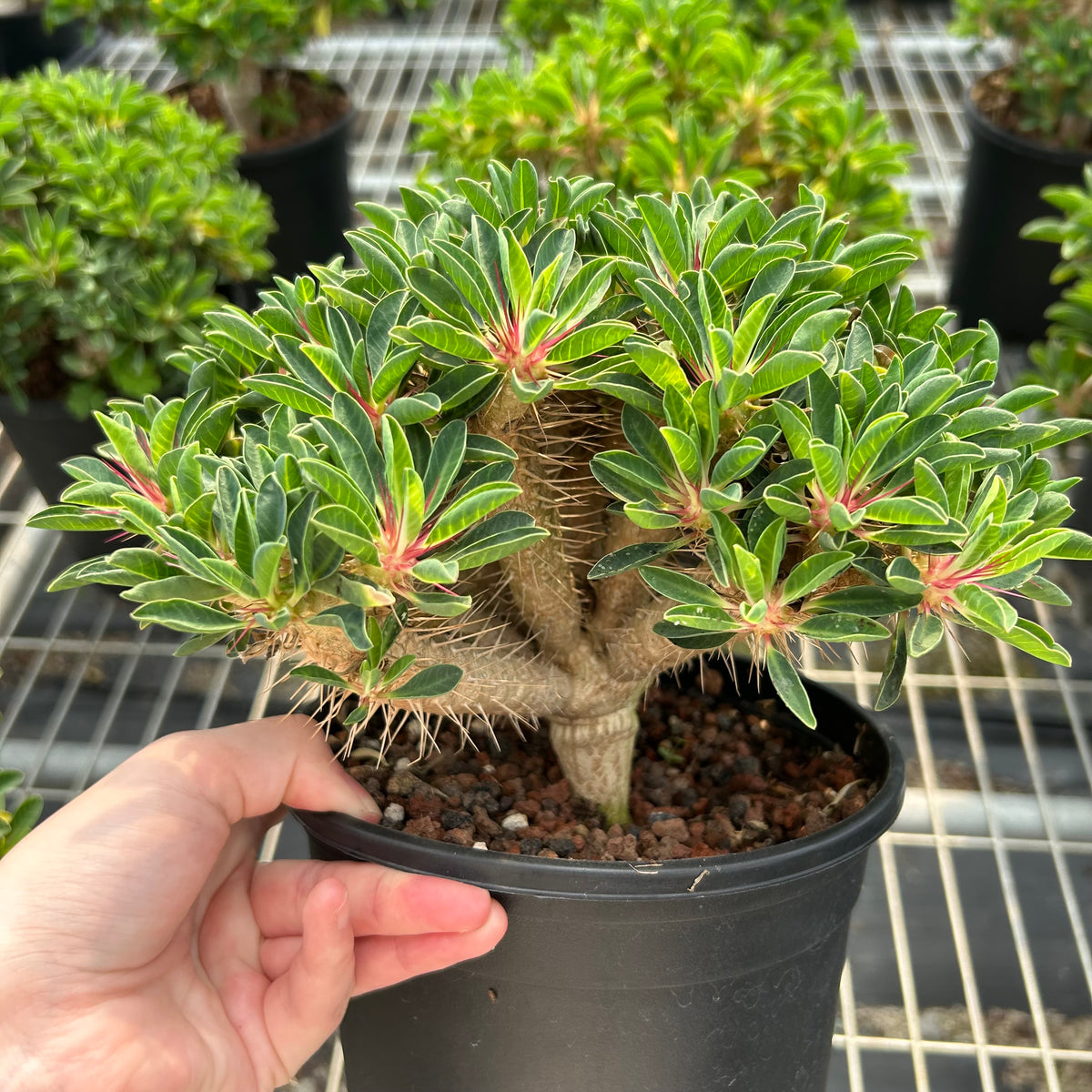 Euphorbia guillauminiana-Euphorbia-W10-20cm-image-3