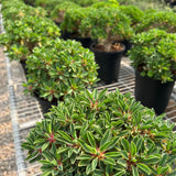 Euphorbia guillauminiana-Euphorbia-W10-20cm-image-9