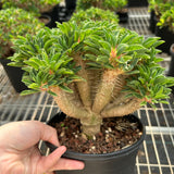Euphorbia guillauminiana-Euphorbia-W10-20cm-image-5