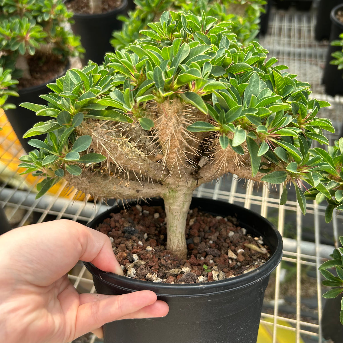 Euphorbia guillauminiana-Euphorbia-W10-20cm-image-4