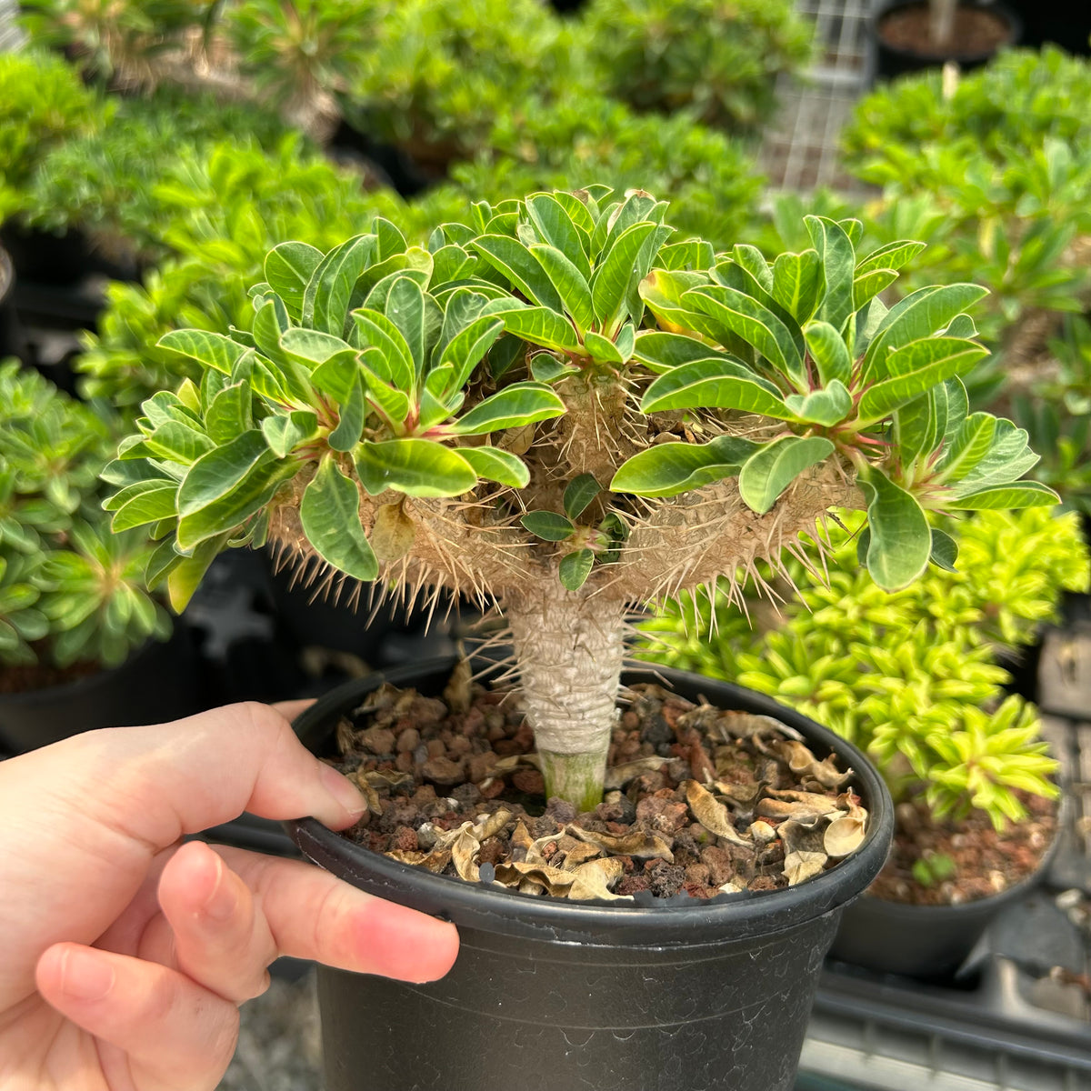Euphorbia guillauminiana-Euphorbia-W10-20cm-image-10