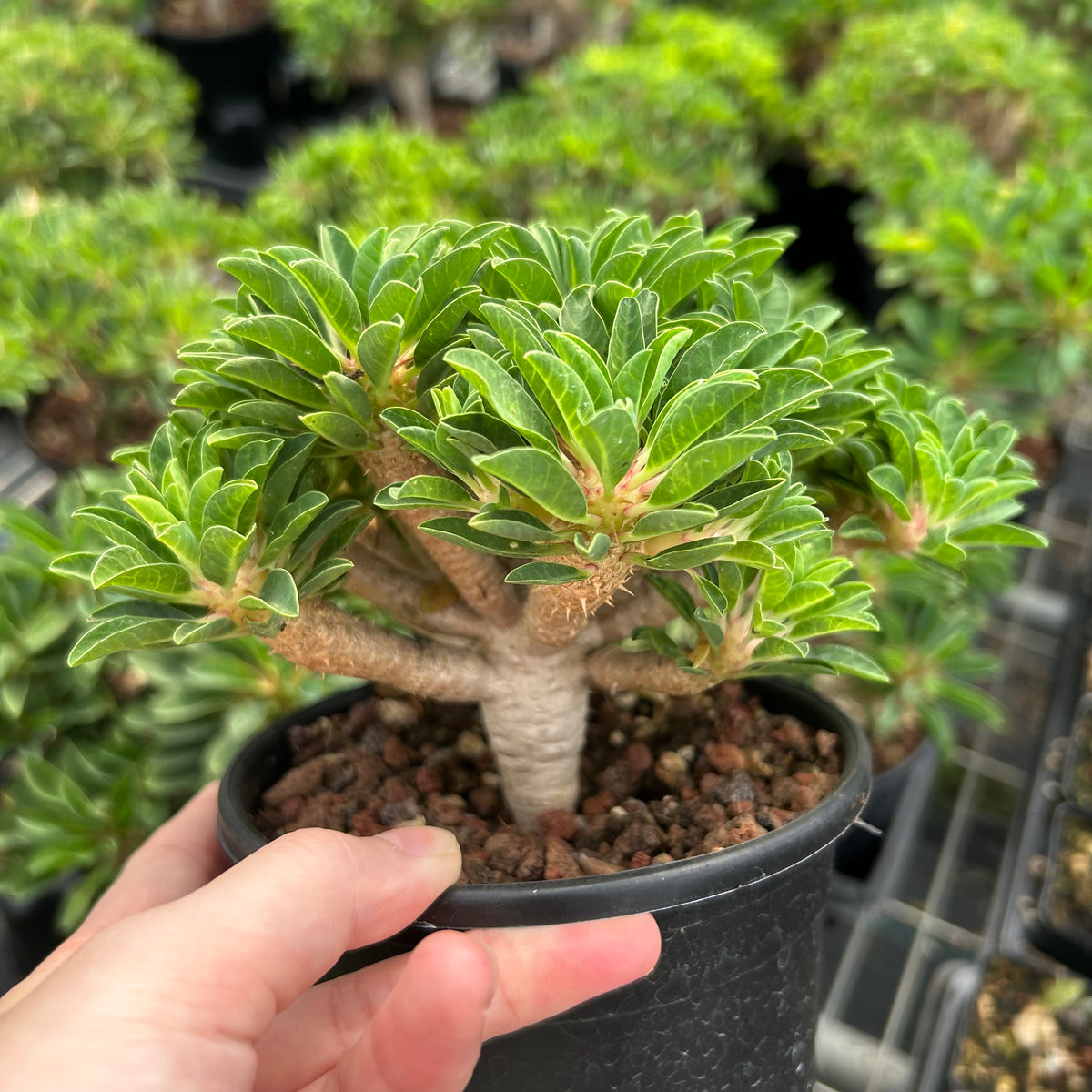 Euphorbia guillauminiana-Euphorbia-W10-20cm-image-12