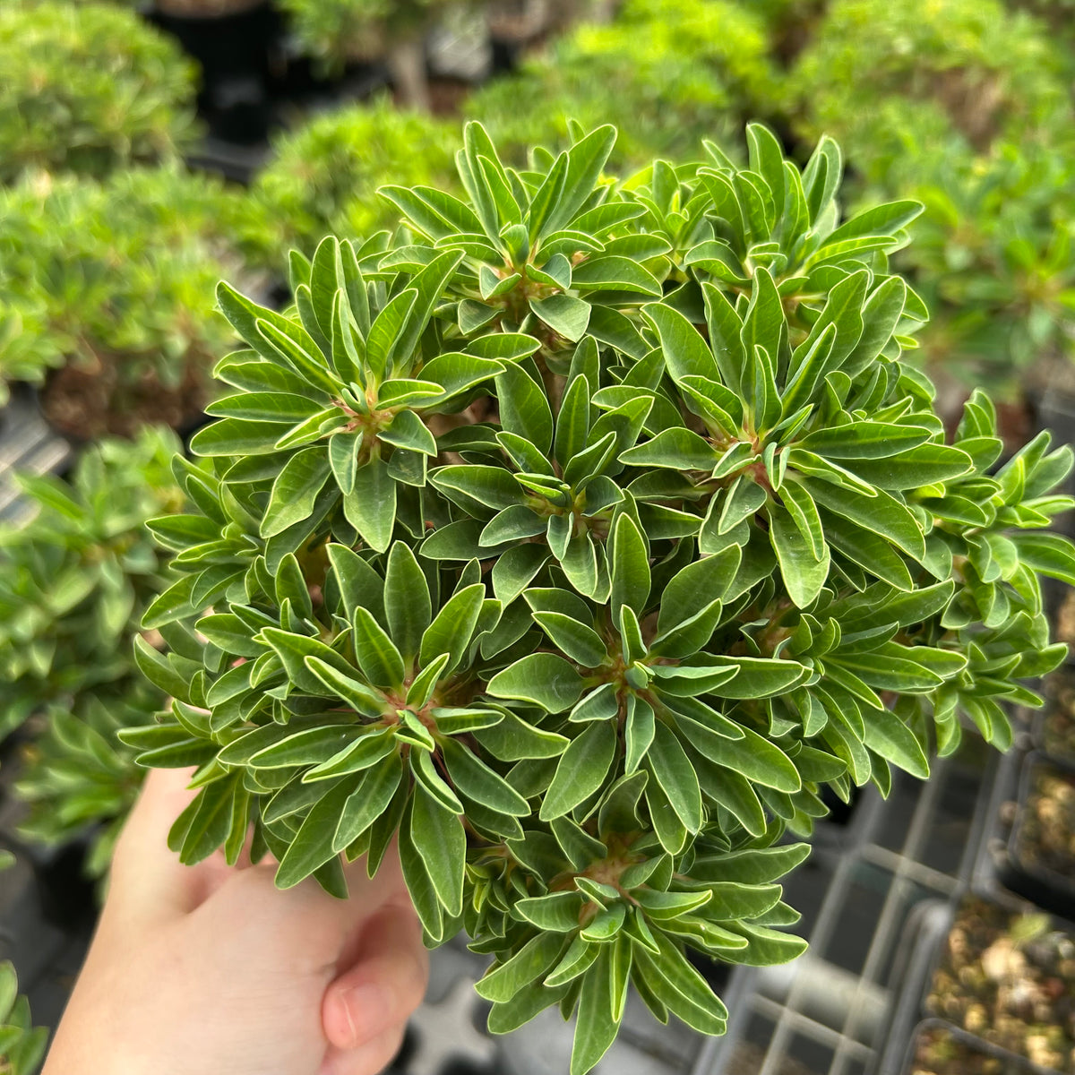Euphorbia guillauminiana-Euphorbia-W10-20cm-image-14