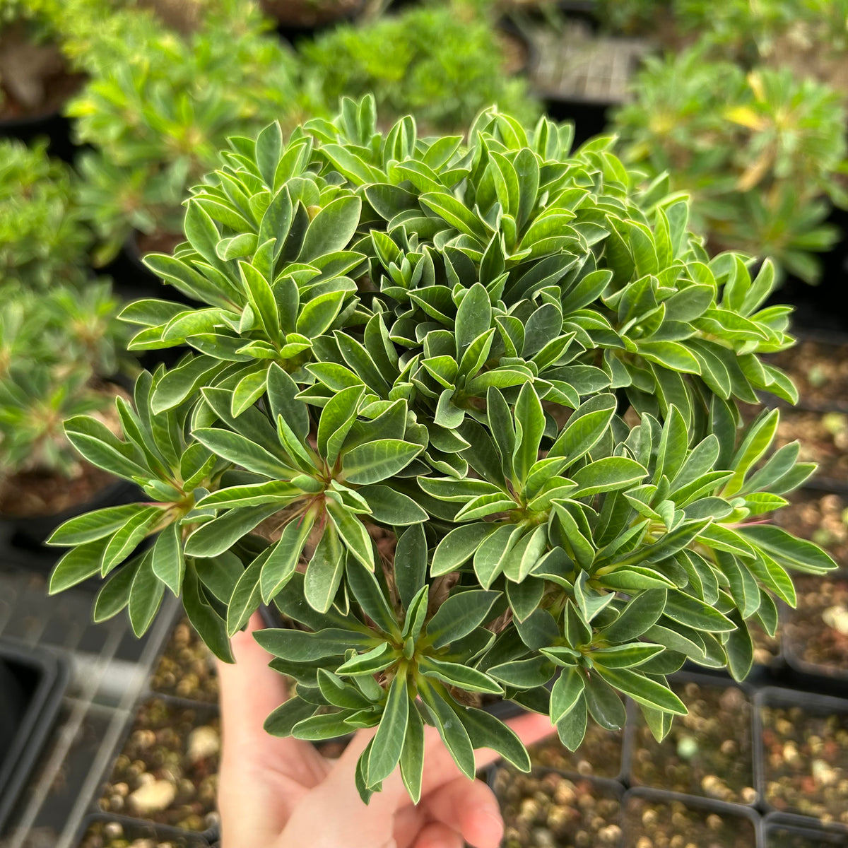 Euphorbia guillauminiana-Euphorbia-W10-20cm-image-15