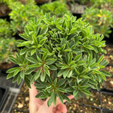 Euphorbia guillauminiana-Euphorbia-W10-20cm-image-15