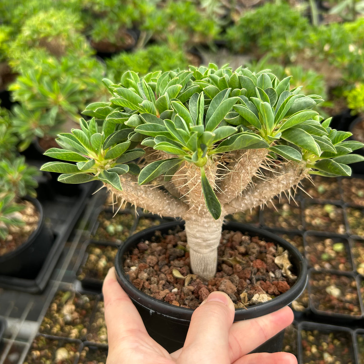 Euphorbia guillauminiana-Euphorbia-W10-20cm-image-13