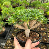 Euphorbia guillauminiana-Euphorbia-W10-20cm-image-13