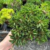 Euphorbia guillauminiana-Euphorbia-W10-20cm-image-16