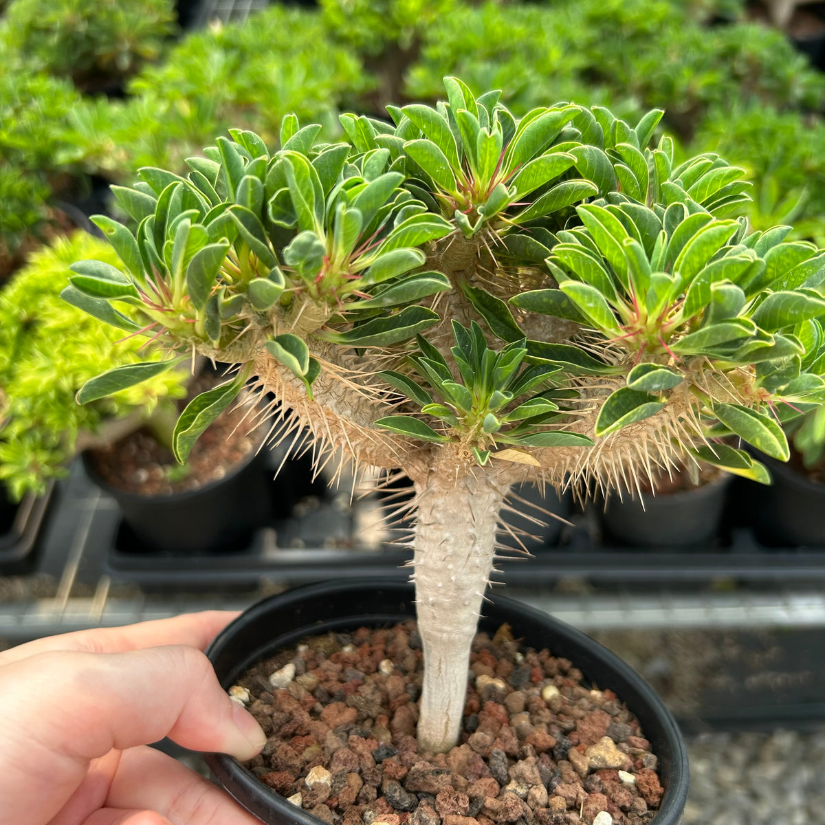 Euphorbia guillauminiana-Euphorbia-W10-20cm-image-11