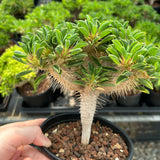 Euphorbia guillauminiana-Euphorbia-W10-20cm-image-11