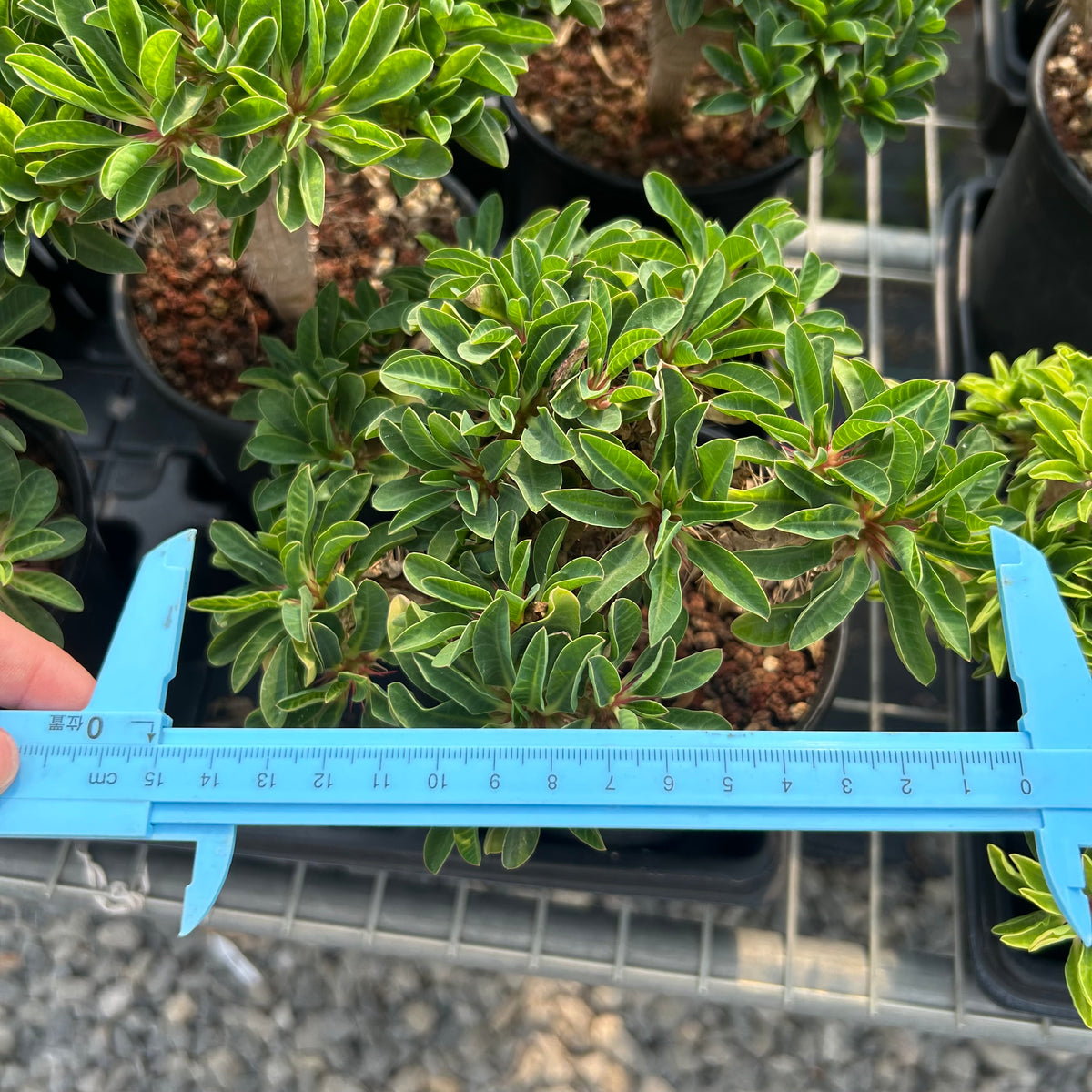 Euphorbia guillauminiana-Euphorbia-W10-20cm-image-17