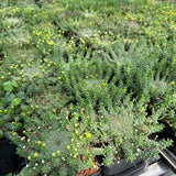 Euphorbia brevirama-Euphorbia-W8-12cm-image-5