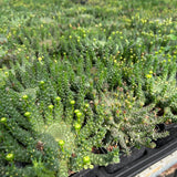 Euphorbia brevirama-Euphorbia-W8-12cm-image-6