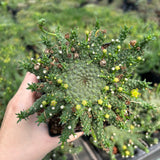 Euphorbia brevirama-Euphorbia-W8-12cm-image-1