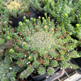 Euphorbia brevirama-Euphorbia-W8-12cm-image-2