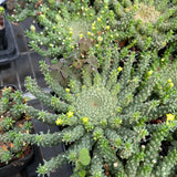 Euphorbia brevirama-Euphorbia-W8-12cm-image-3